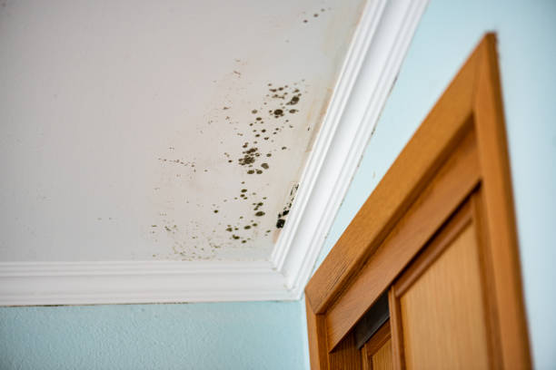 Best Emergency Mold Removal  in Greenfields, PA
