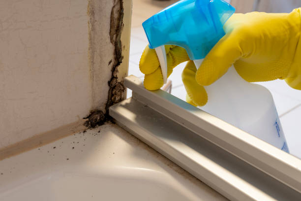 Mold Removal and Inspection in Greenfields, PA