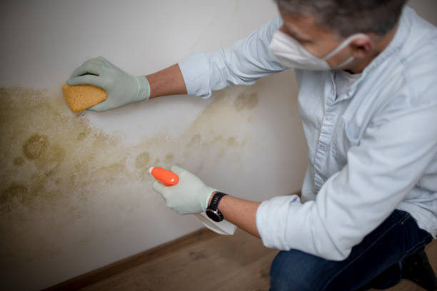 Best Crawl Space Mold Removal  in Greenfields, PA