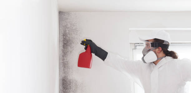 Best Commercial Mold Removal  in Greenfields, PA