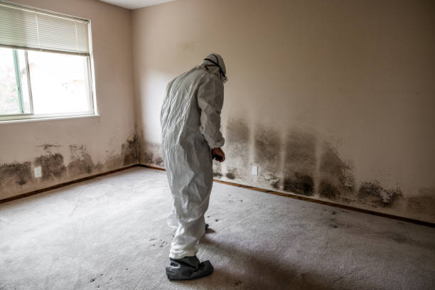 Best Certified Mold Removal  in Greenfields, PA