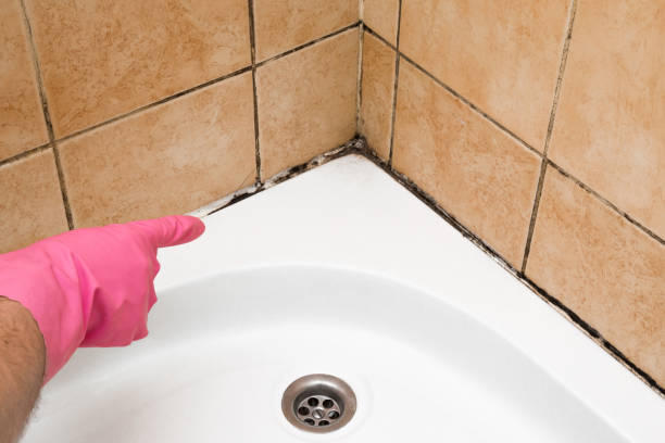Best Local Mold Removal Service  in Greenfields, PA